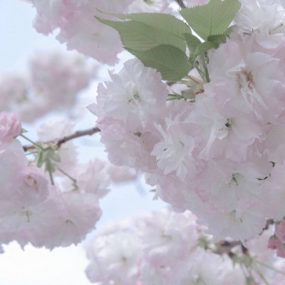 Furry插画光影技巧福瑞交流群